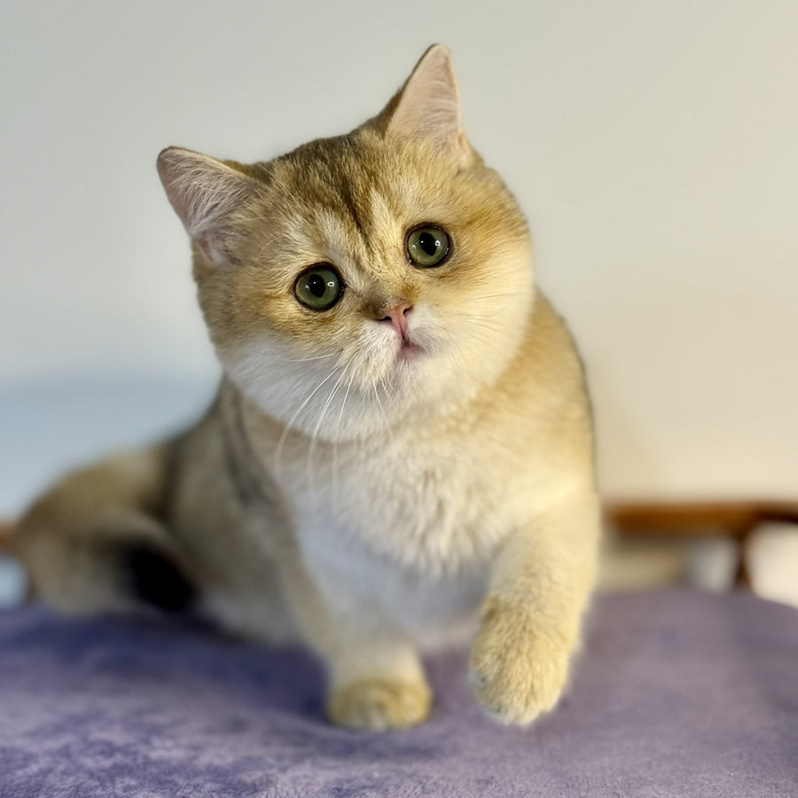 Viva British Shorthair female, black golden shaded