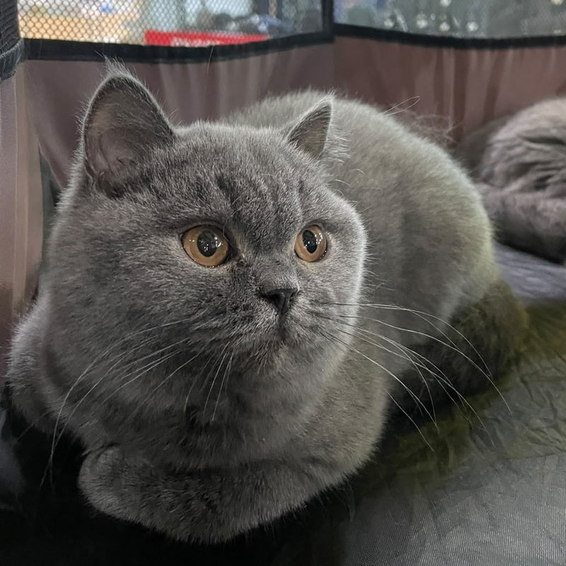 Patrissiya British Shorthair female, blue