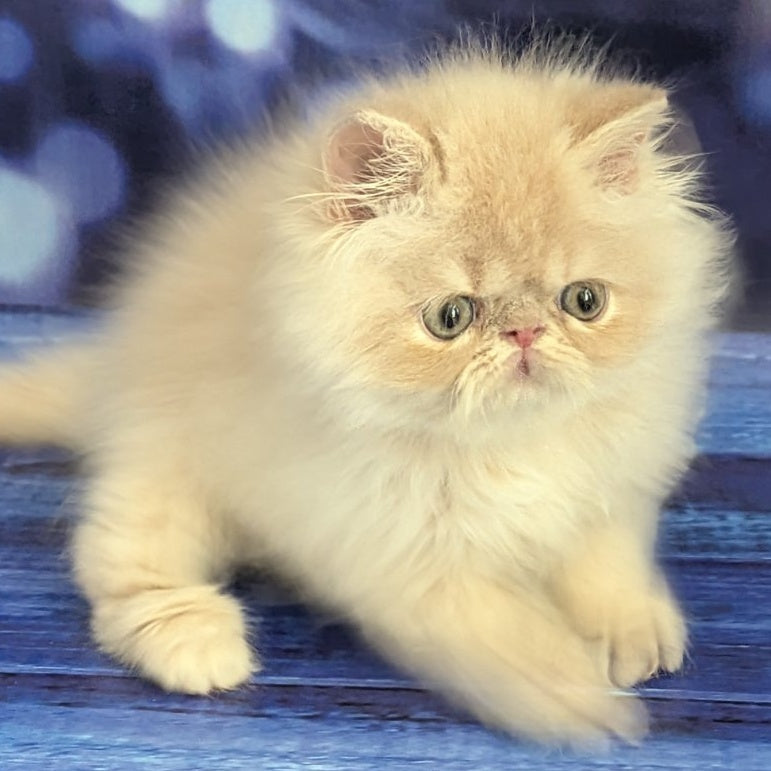 Timoti Persian male, cream tabby
