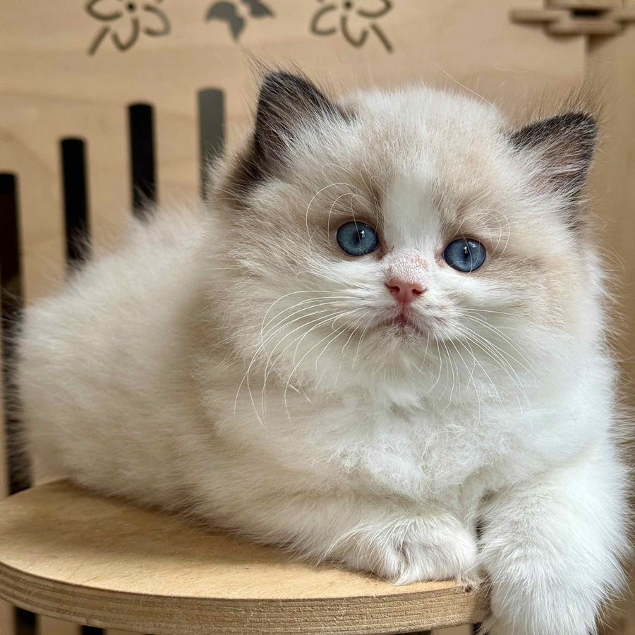 Muffin Ragdoll male, black bicolour