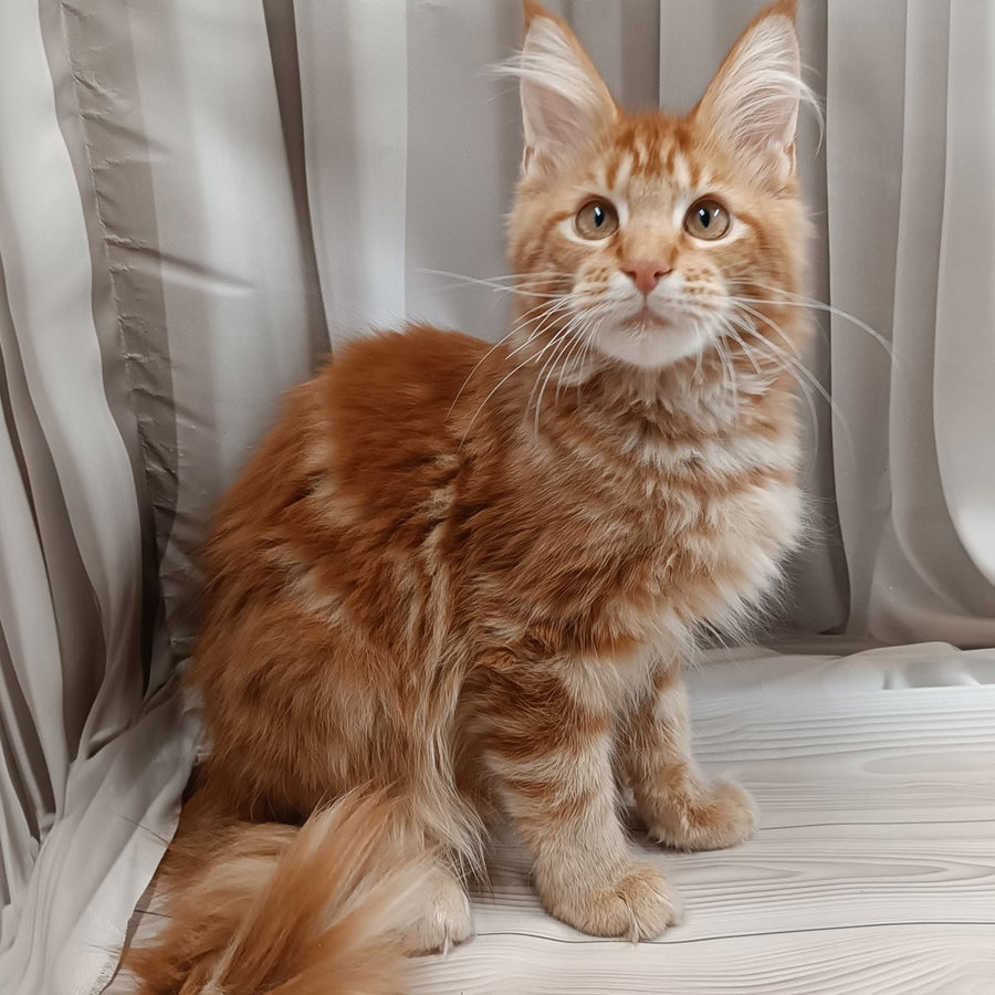 Peter Maine Coon male, red tabby
