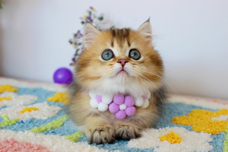 Diamond Munchkin male, chocolate golden ticked tabby