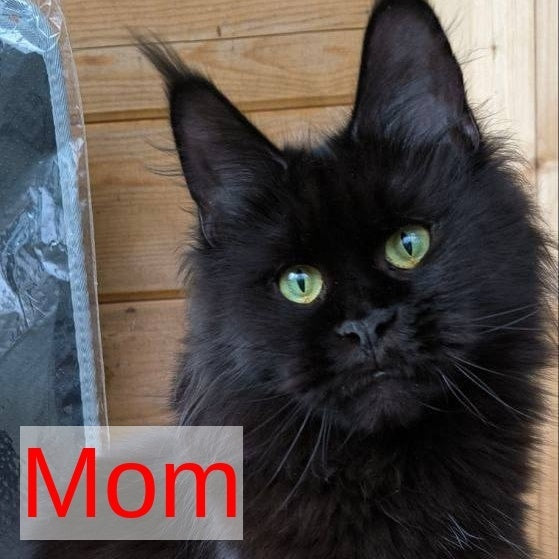 Fablette Maine Coon polydactyl 6x6x6x6 female, blue silver with white