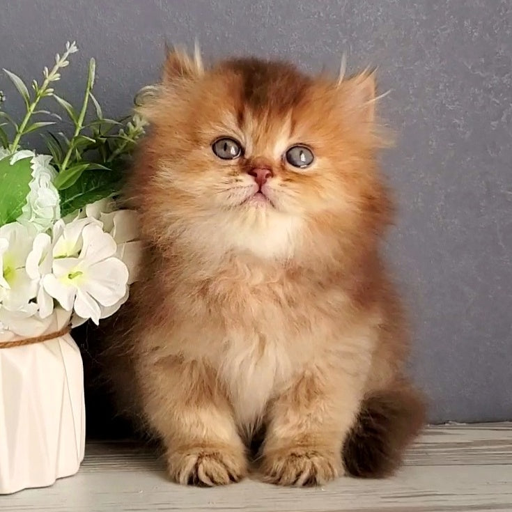 Ginger British Longhair male, chocolate golden ticked tabby