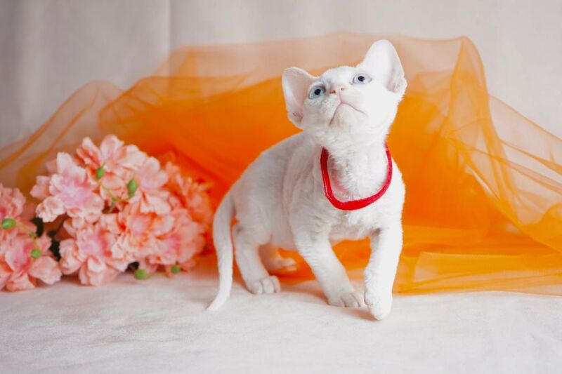 Naitiri Devon Rex female white - live animals