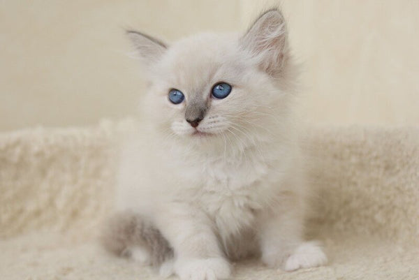 Honey Siberian female blue with white tabby pointed - live animals