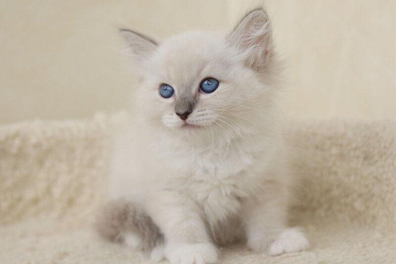 Honey Siberian female, blue with white tabby pointed