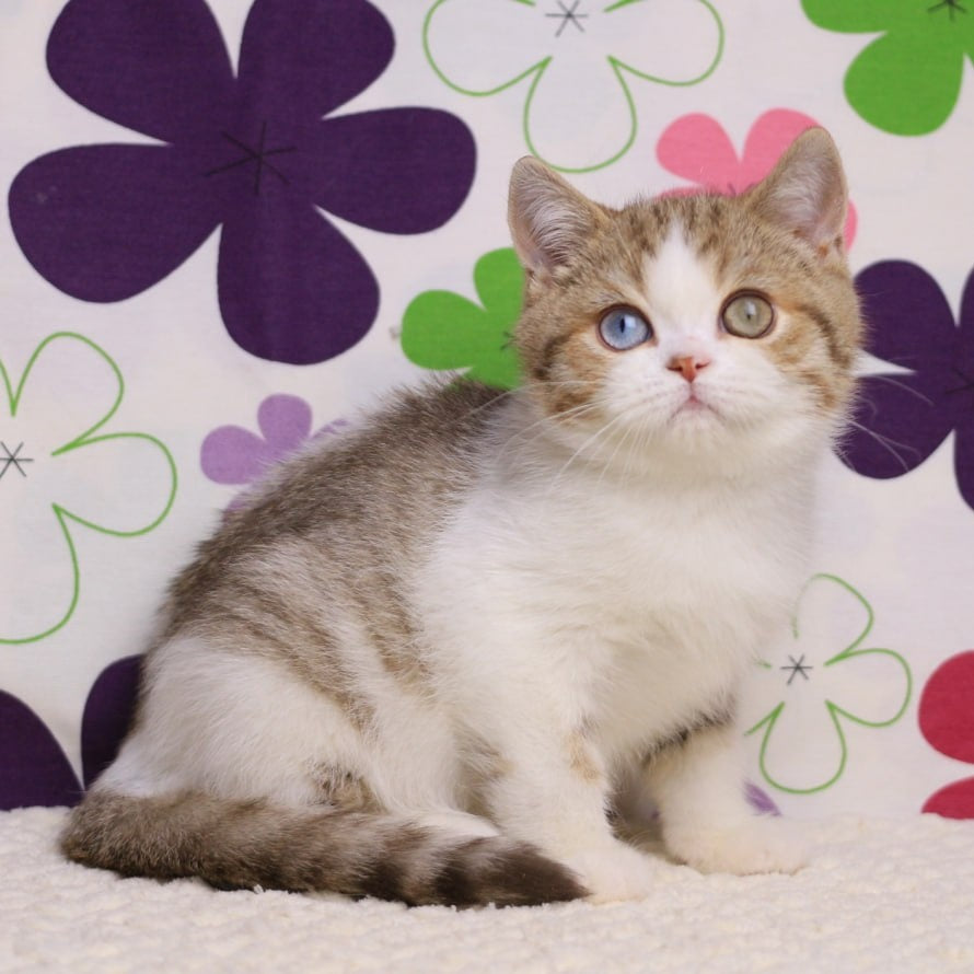 Cosmic British Shorthair male, chocolate spotted tabby bicolour
