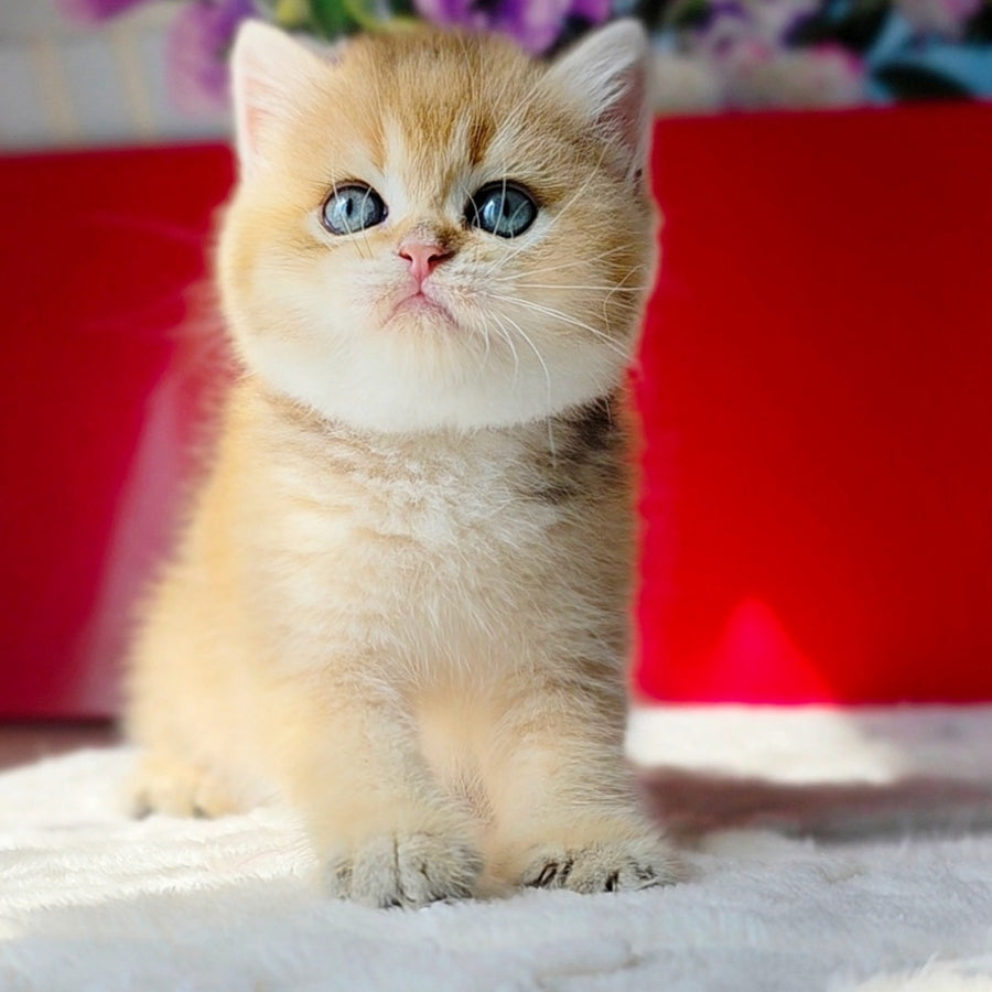 Thomas British Shorthair male, black golden shaded