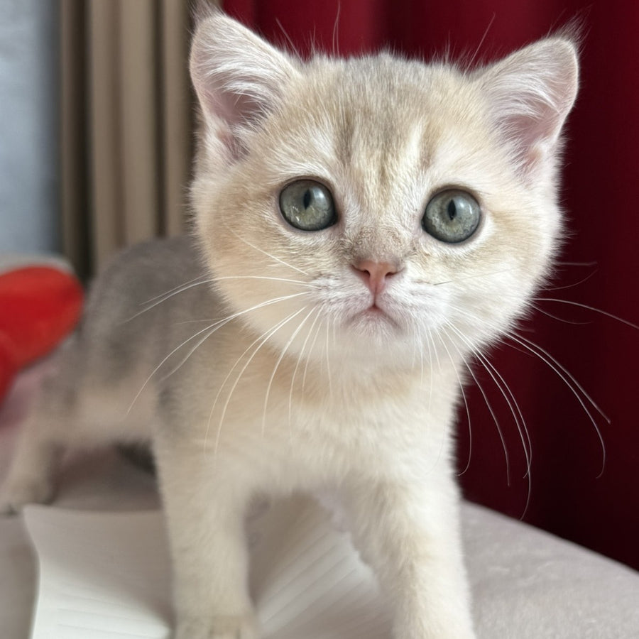 Elbert Scottish Straight male, blue golden shaded