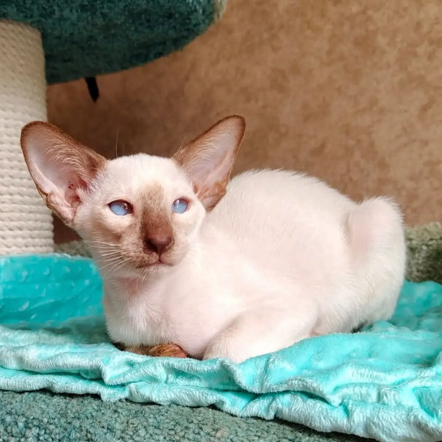 Waltera Siamese male, cinnamon