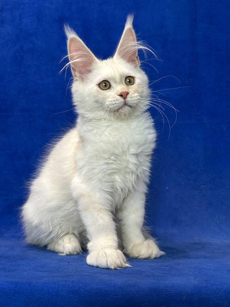 Dobryanka Maine Coon female, red silver shaded