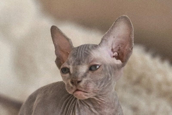 Uslada Bambino female lilac - live animals