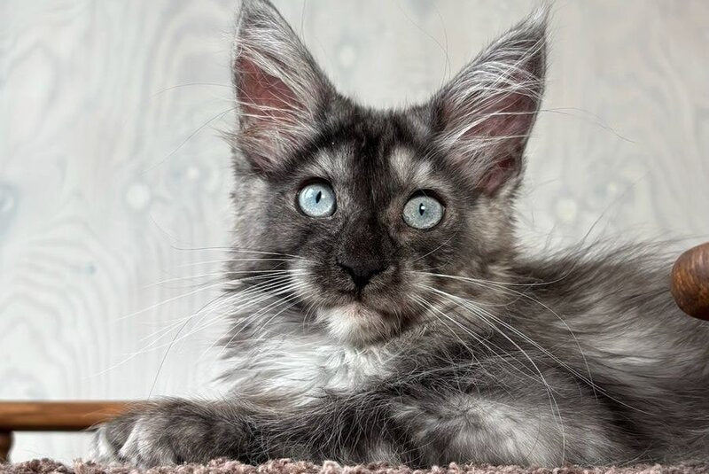 Olivia Maine Coon female, black silver with white