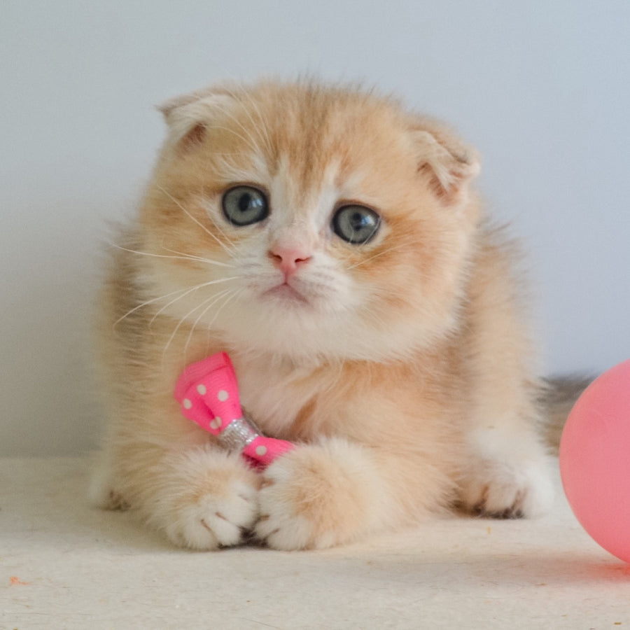 Henrik Scottish Fold male, blue golden chinchilla