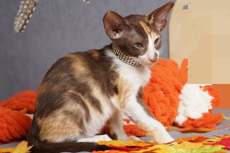 Fifa Oriental Shorthair female, chocolate bicolour