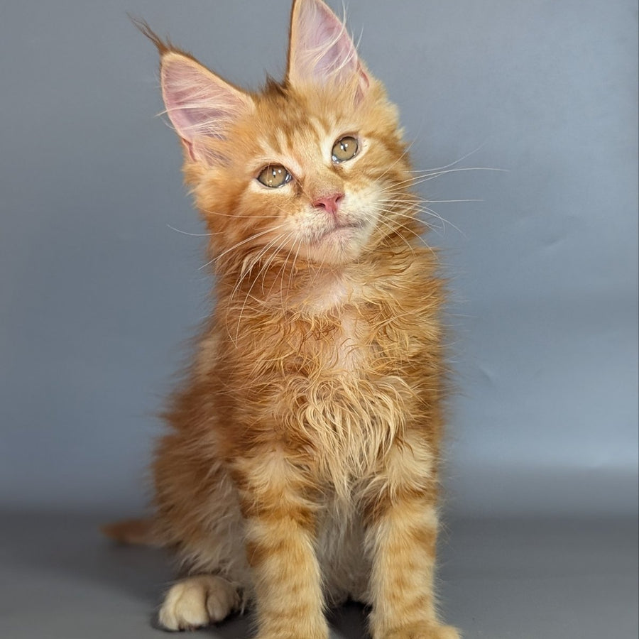 Lion Maine Coon male, red silver ticked tabby