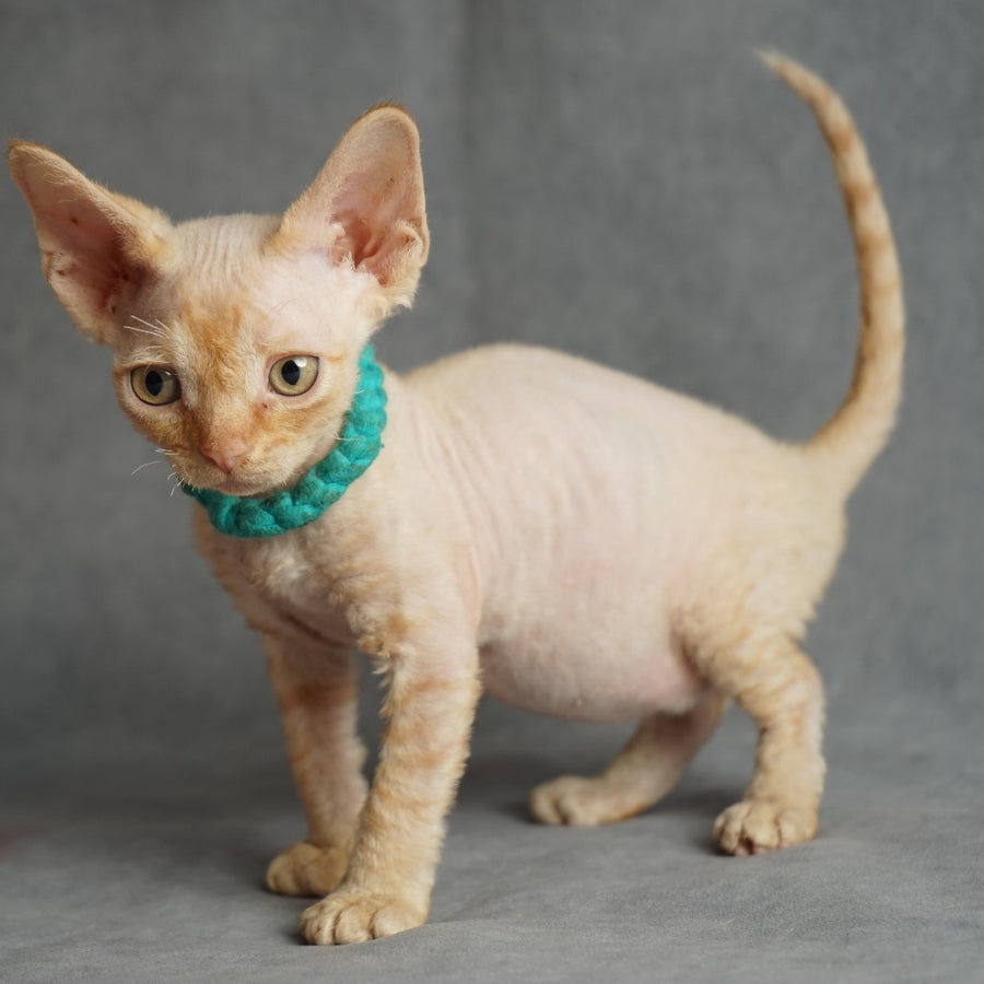 Pikachu Devon Rex male, red