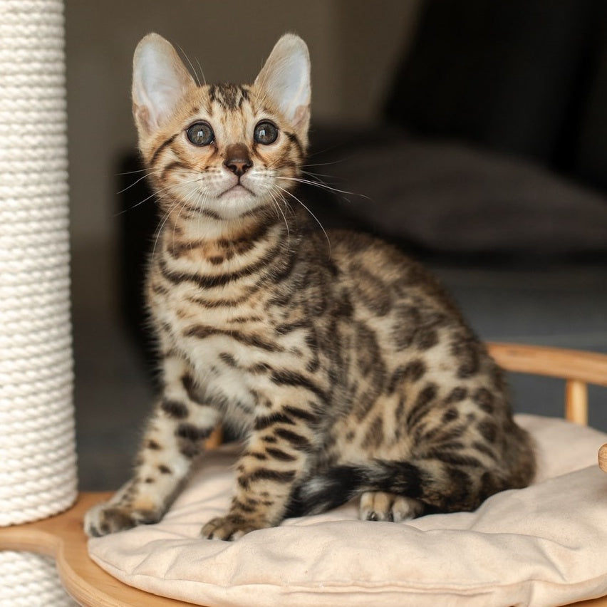 Newton Bengal male, black spotted tabby