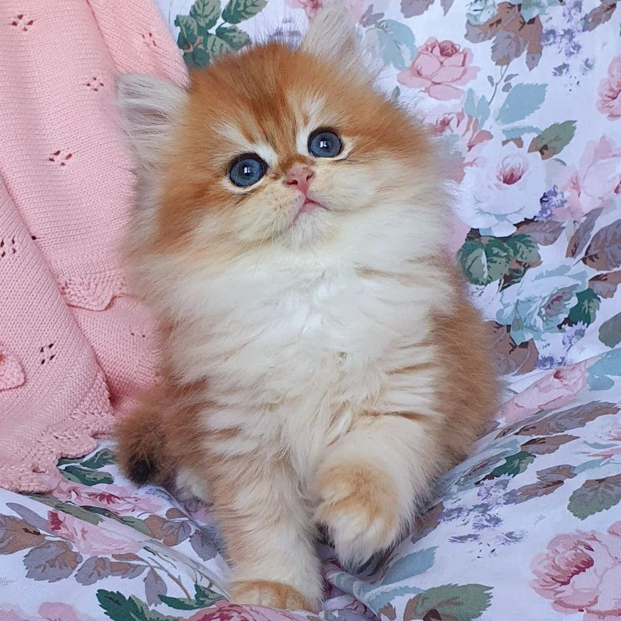 Arisha British Longhair female, black golden chinchilla