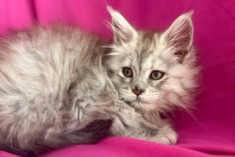 Xiona Maine Coon female black silver tabby - live animals