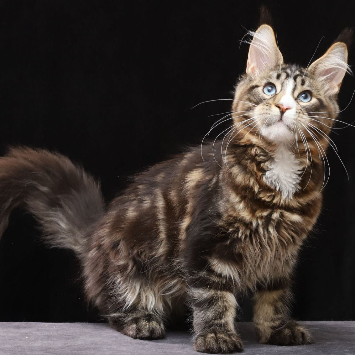 Robson Maine Coon male, black tabby bicolour