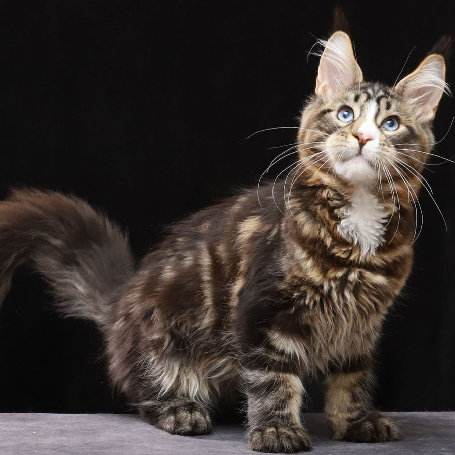 Robson Maine Coon male, black tabby bicolour