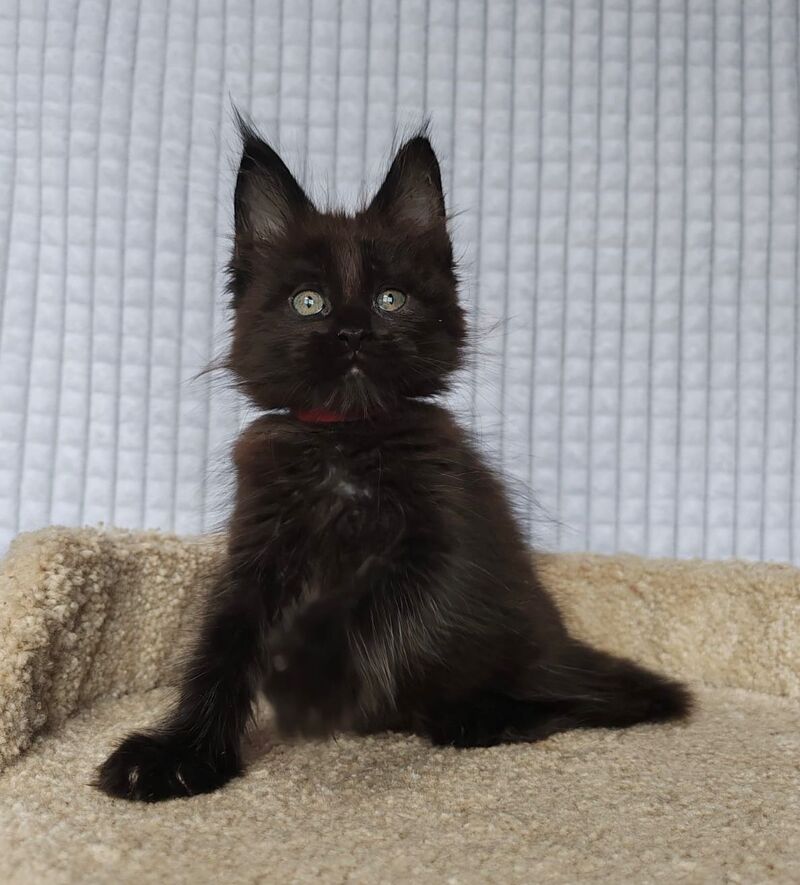 Mars Maine Coon male, black