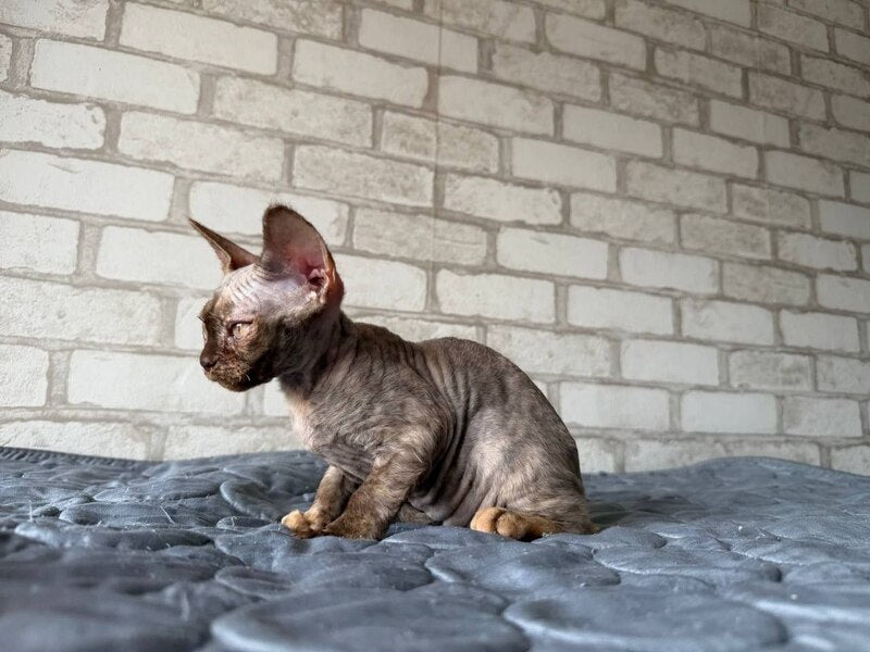 Massi Devon Rex female, chocolate tortie