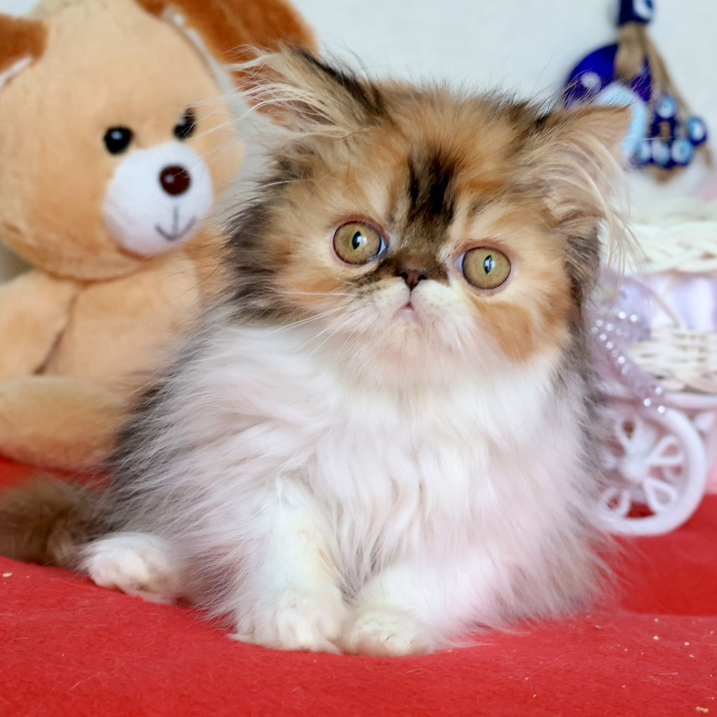Yummy Persian female, black tortie bicolour