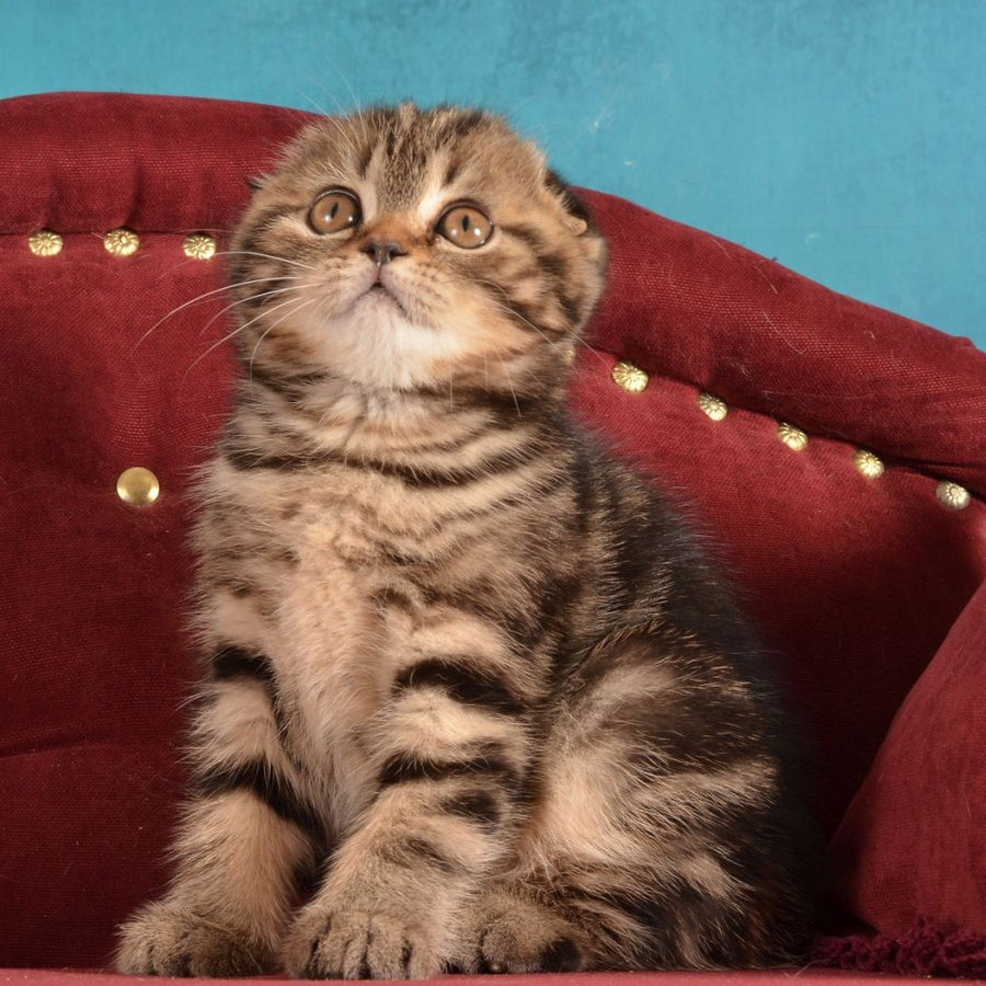 Infant Munchkin male, black tabby