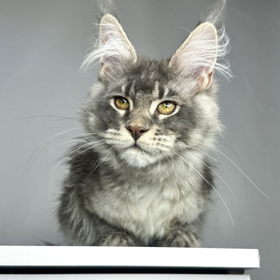 Bekka Maine Coon female, blue ticked tabby