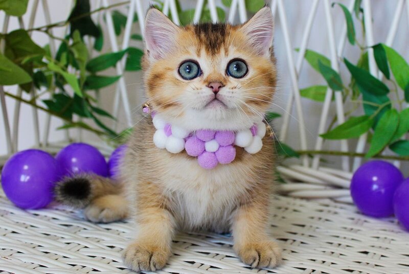 Irvin British Shorthair male, black golden ticked tabby