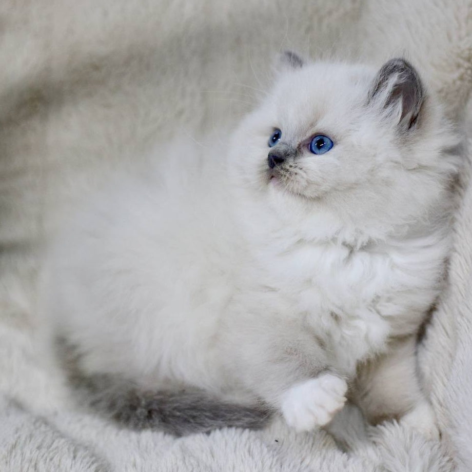 Rolex Ragdoll male, blue mitted