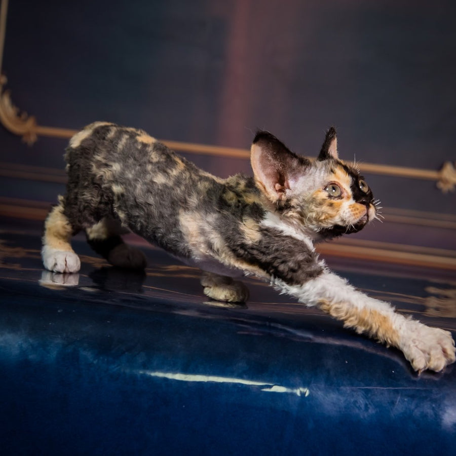 Karmen Devon Rex female, black tortie bicolour