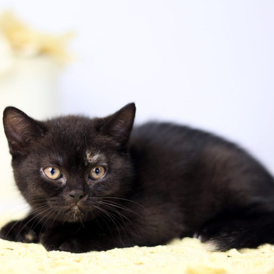 Yarina British Shorthair female, black tortie