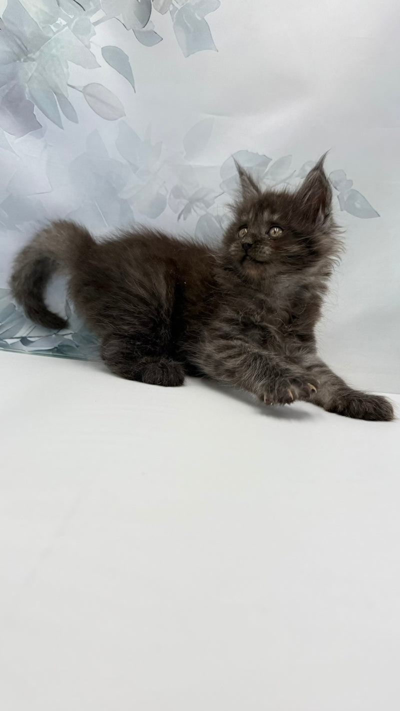 Angor Maine Coon male, black silver