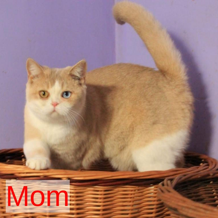 CapCake British Shorthair male, black bicolour