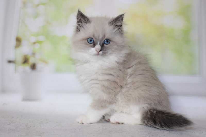 Nekole Siberian female blue pointed bicolour - live animals
