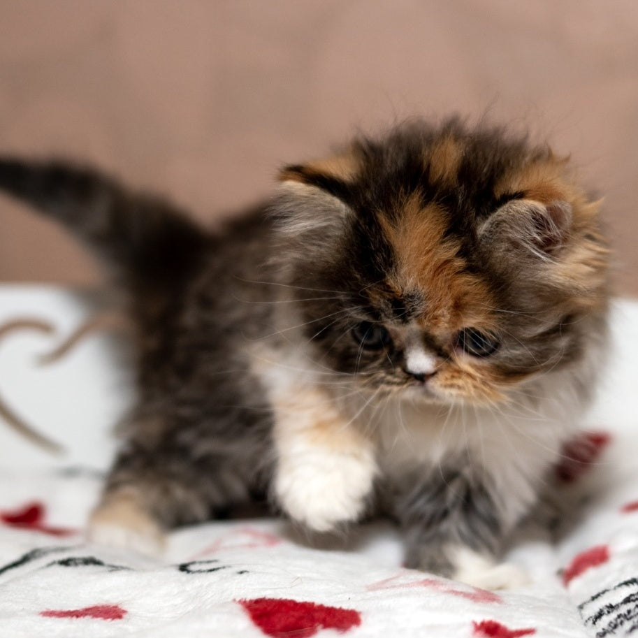 Kubishka Scottish Fold female, black tortie spotted tabby bicolour
