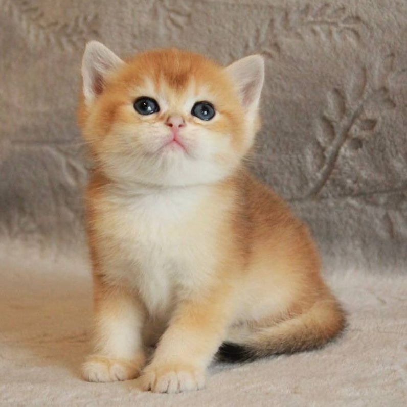Morris British Shorthair male, black golden chinchilla