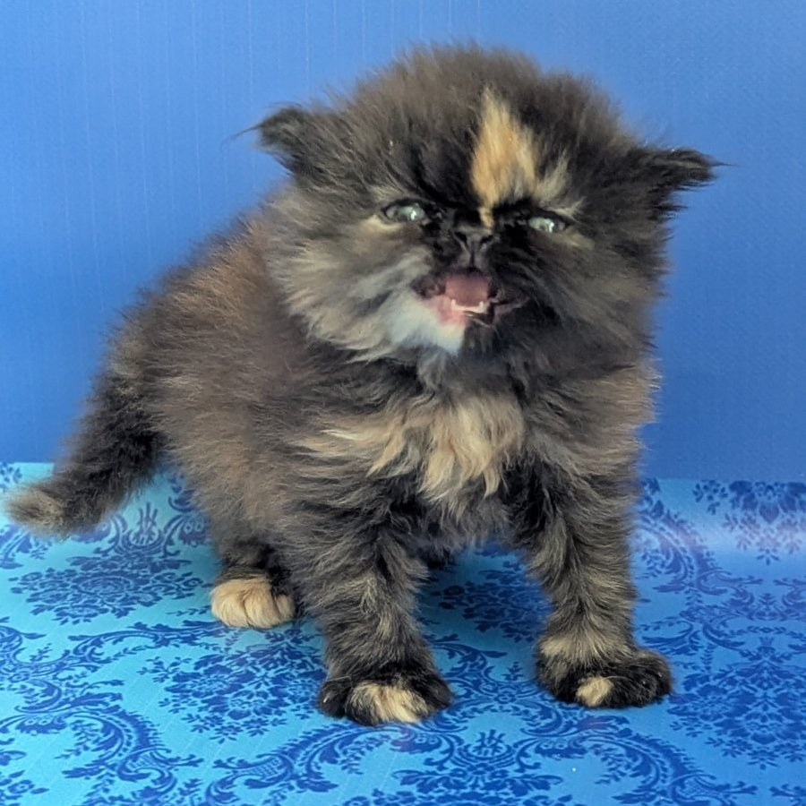 Savena Persian female, black tortie