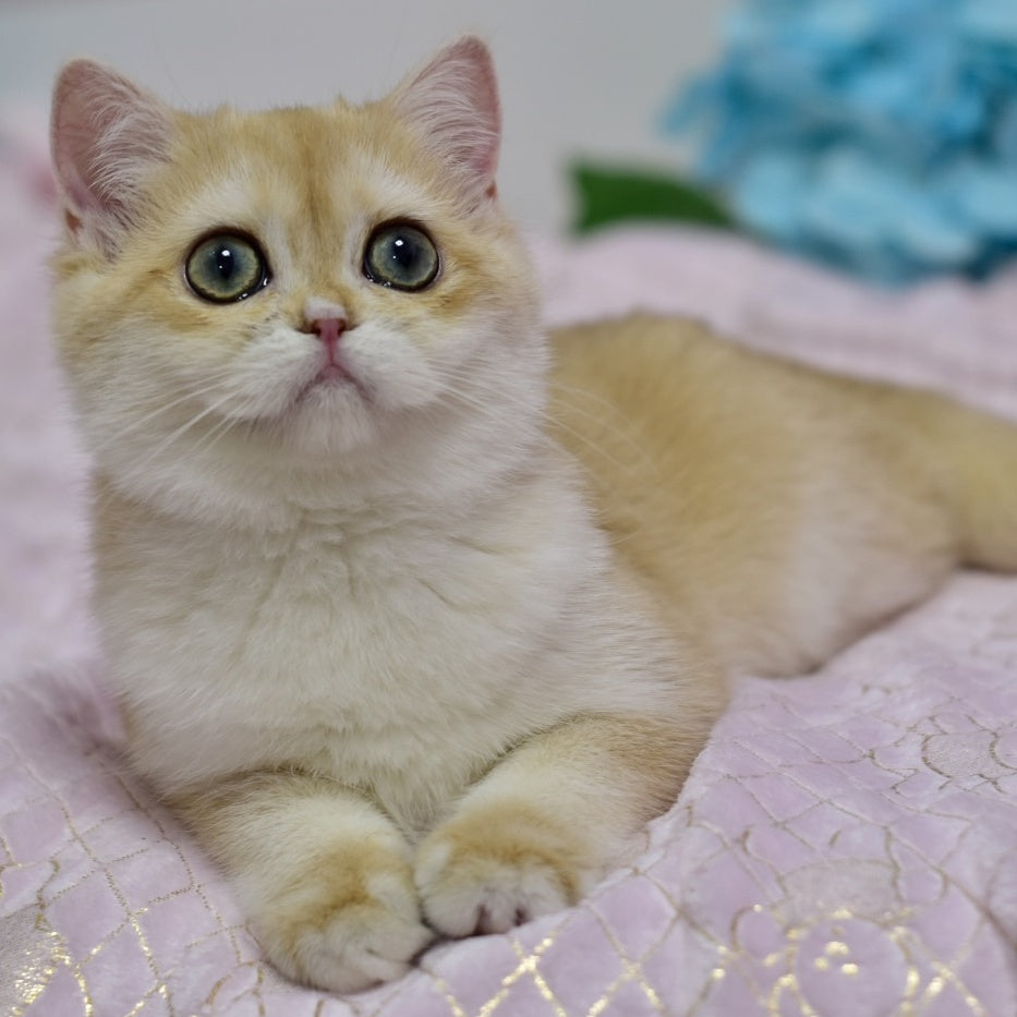 Chloe British Shorthair female, black golden chinchilla with white