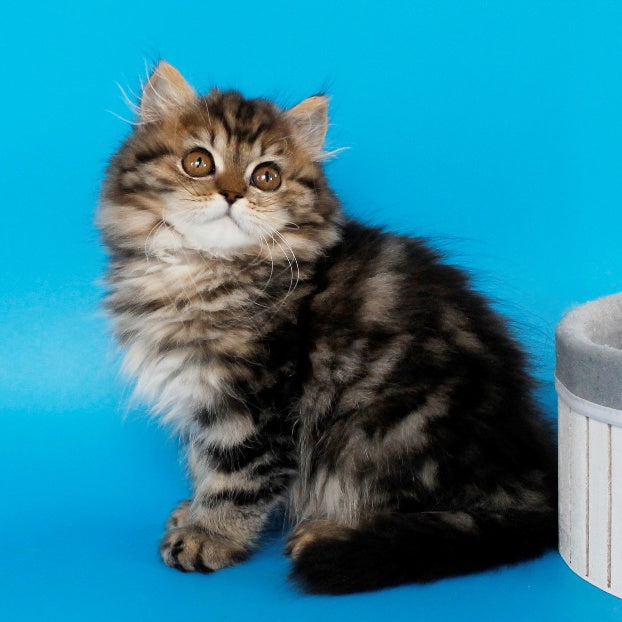 Bianka British Longhair female, black tabby
