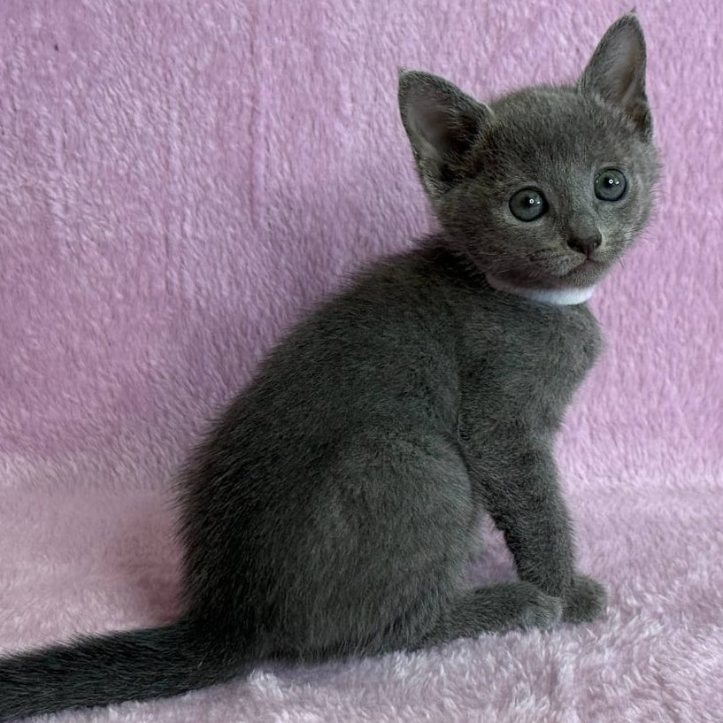 Louise Russian Blue female, blue