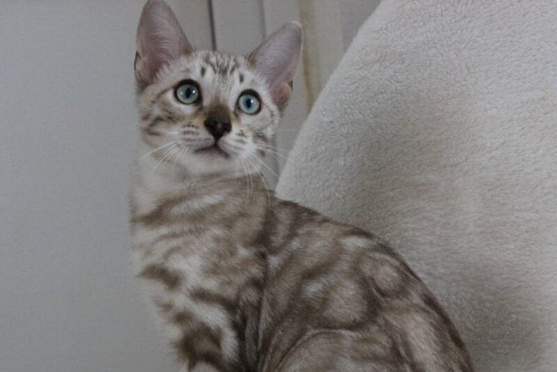 Vakula Bengal male, black spotted tabby pointed