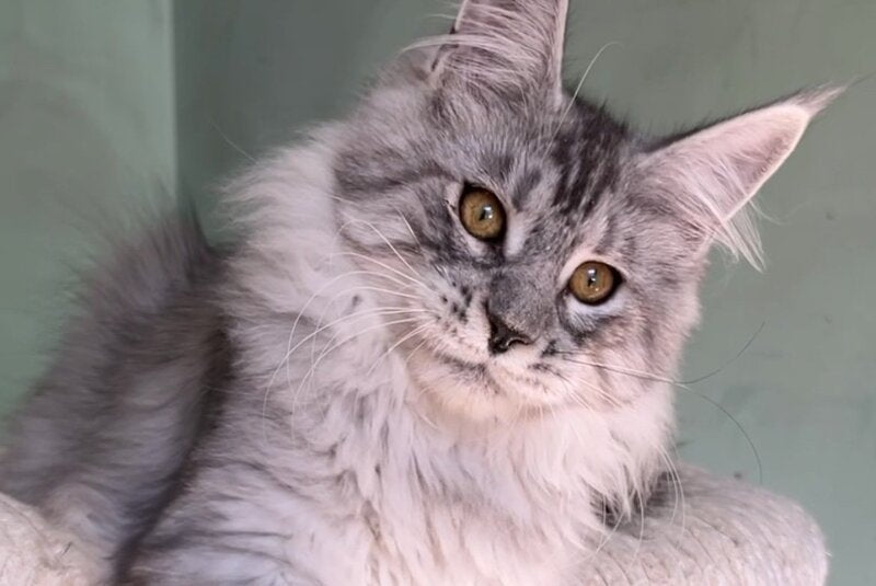 Zorro Maine Coon male, black silver spotted tabby