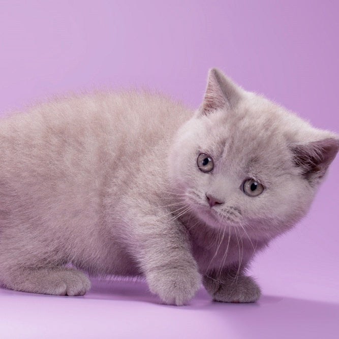 Sassy British Shorthair female, lilac