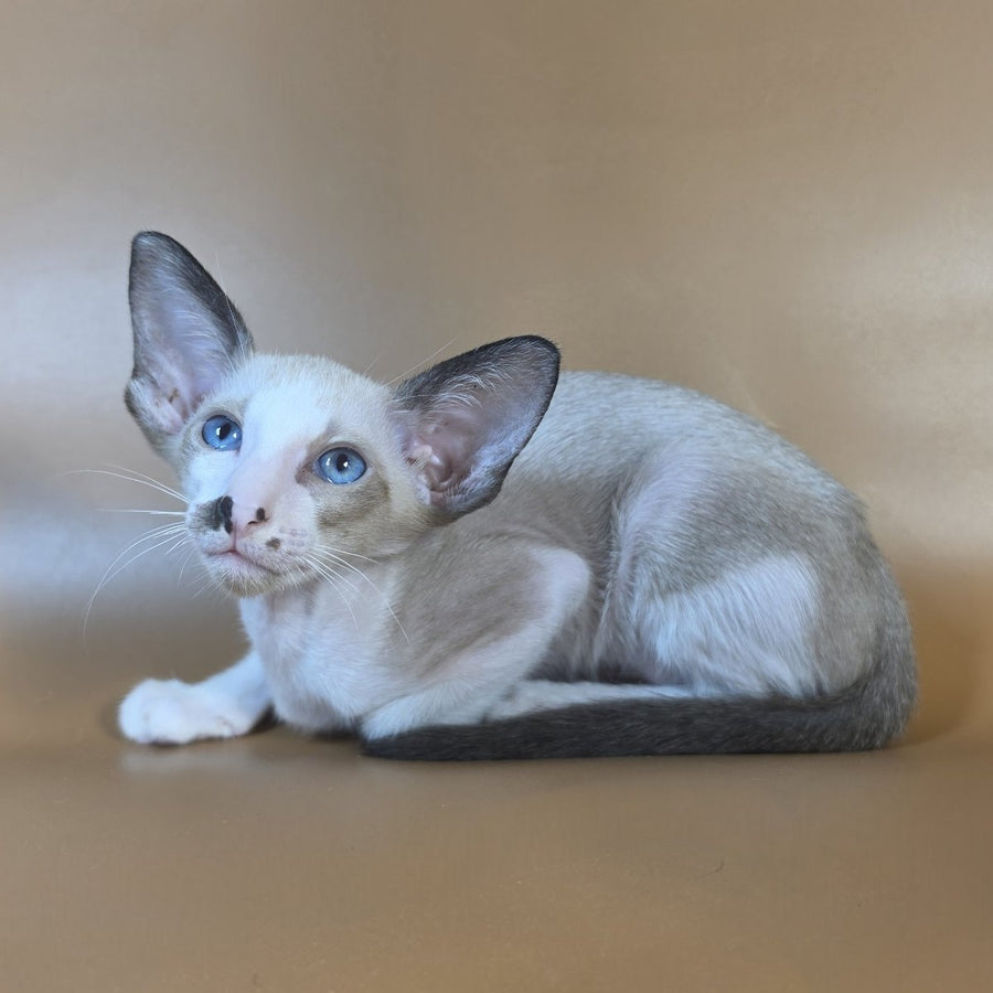 Cheesecake Oriental Shorthair male, black mitted