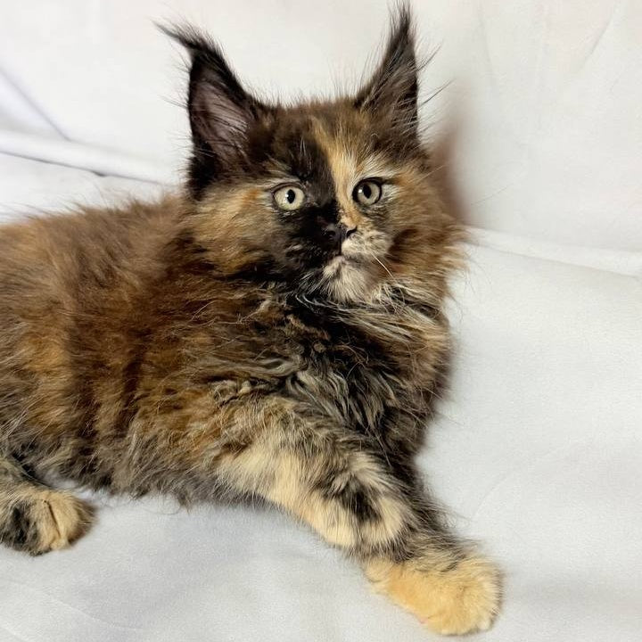 Magnolia Maine Coon female, black tortie